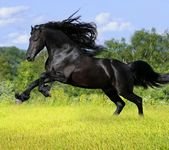 pic for running horse 